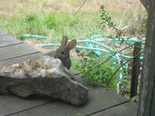 Baby Bunny Rabbit peaking over crystal rock
