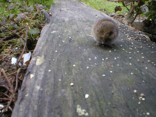 jose-the-gopher