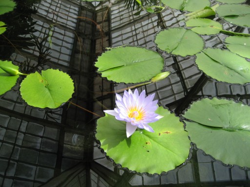 Water Lillies 