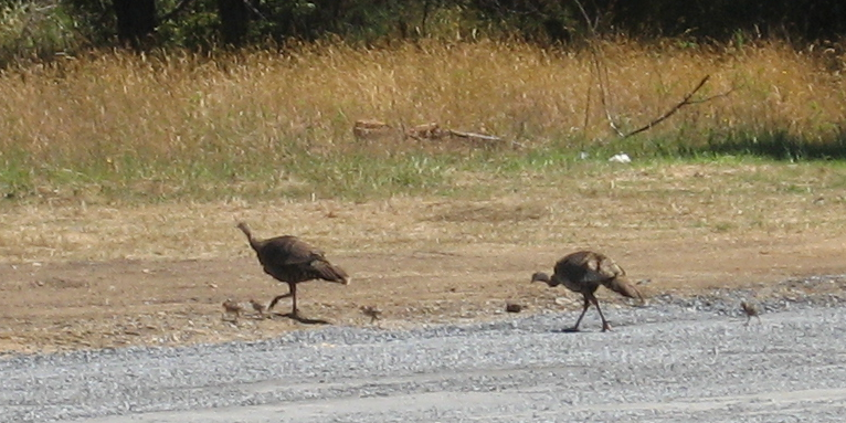 turkey-babies