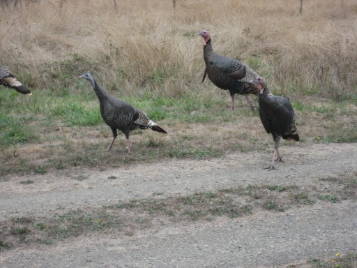 Turkeys Leaving Town