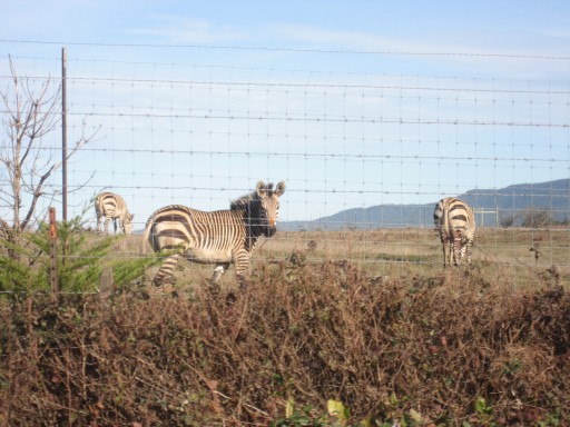 3 Lucky Zebras