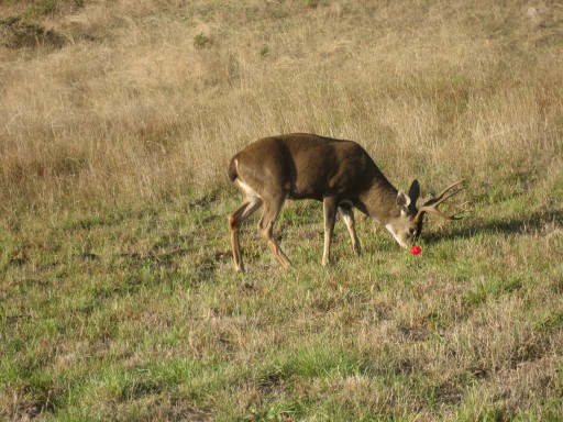Rudolf-the Red Nosed Reindeer grazing-at-sea-ranch-california