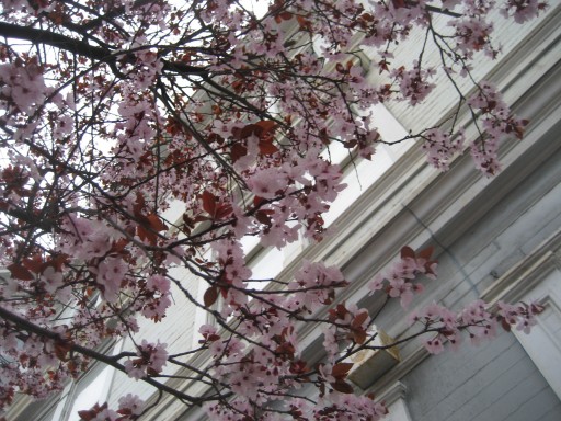San Francisco Plum Blossoms