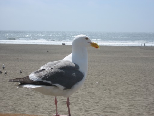 Urban Seagull tanning at Ocean Beach San Francisco