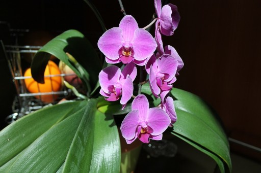 Jume Orchid