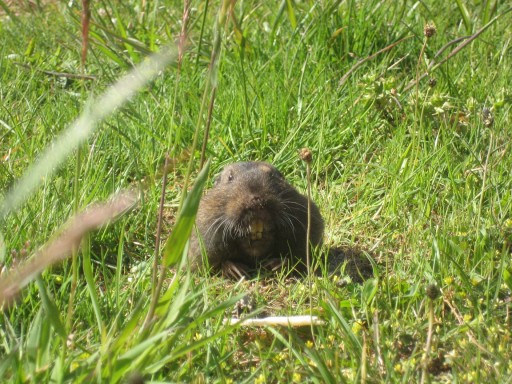 Mr Gopher to you