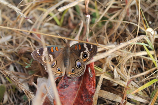 moth or butterfly you decide