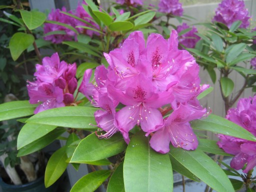 Rhodies