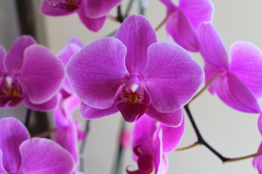 orchid