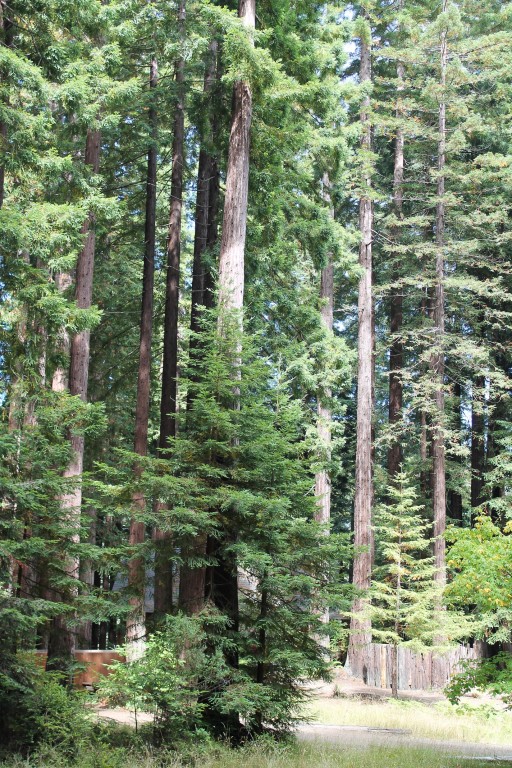 Redwood Trees