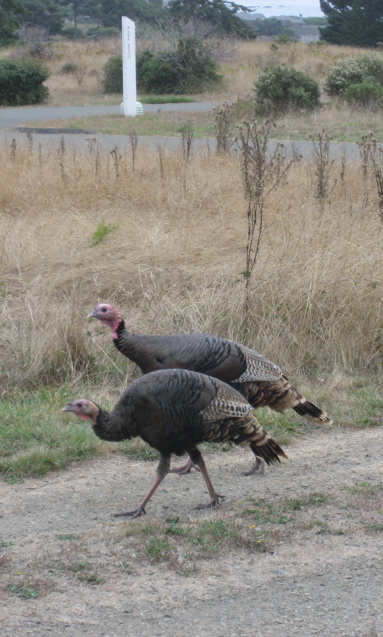 turkeys