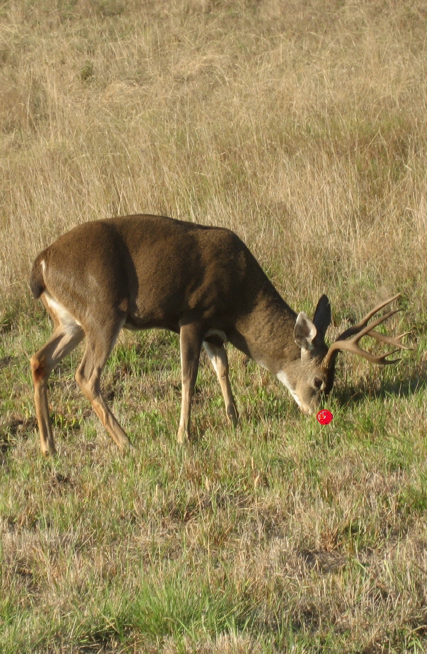 rudolf-grazing-at-sea-ranch-california